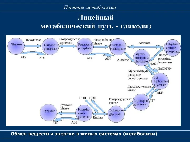 Линейный метаболический путь - гликолиз Обмен веществ и энергии в живых системах (метаболизм) Понятие метаболизма