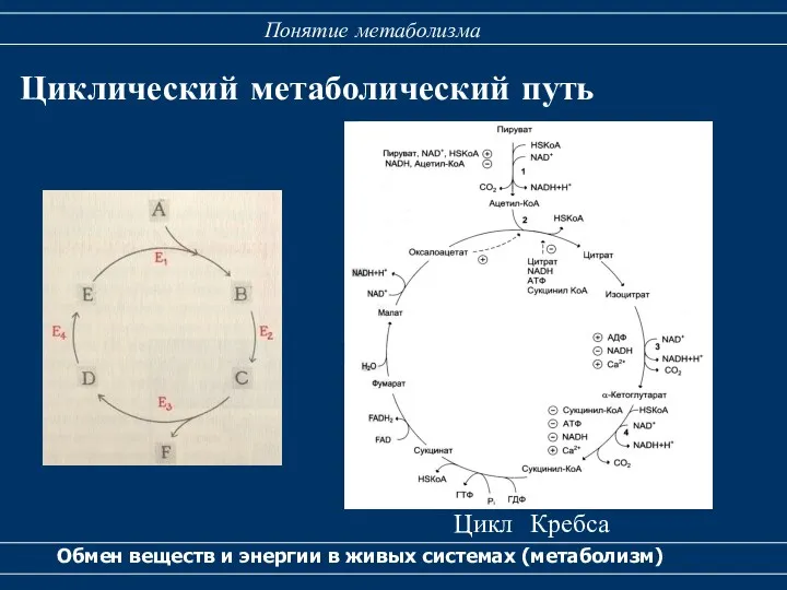 Циклический метаболический путь Обмен веществ и энергии в живых системах (метаболизм) Понятие метаболизма Цикл Кребса