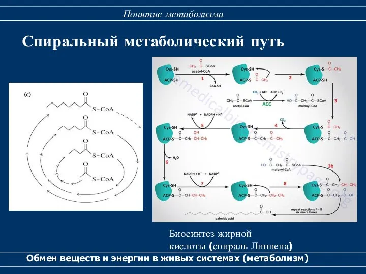 Спиральный метаболический путь Обмен веществ и энергии в живых системах