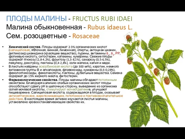 ПЛОДЫ МАЛИНЫ - FRUCTUS RUBI IDAEI Малина обыкновенная - Rubus