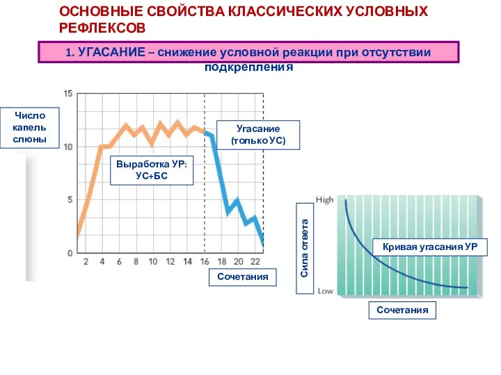 1. УГАСАНИЕ – снижение условной реакции при отсутствии подкрепления ОСНОВНЫЕ СВОЙСТВА КЛАССИЧЕСКИХ УСЛОВНЫХ РЕФЛЕКСОВ