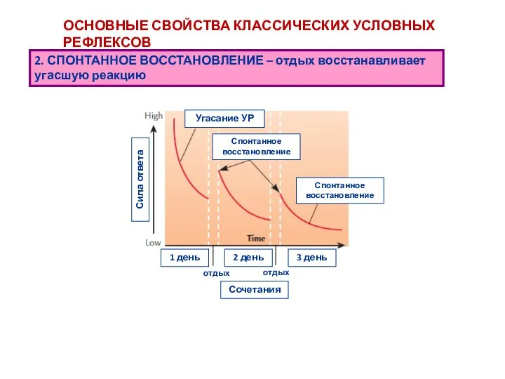 2. СПОНТАННОЕ ВОССТАНОВЛЕНИЕ – отдых восстанавливает угасшую реакцию ОСНОВНЫЕ СВОЙСТВА КЛАССИЧЕСКИХ УСЛОВНЫХ РЕФЛЕКСОВ