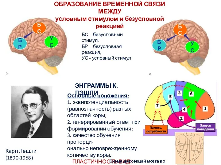 ОБРАЗОВАНИЕ ВРЕМЕННОЙ СВЯЗИ МЕЖДУ условным стимулом и безусловной реакцией БС