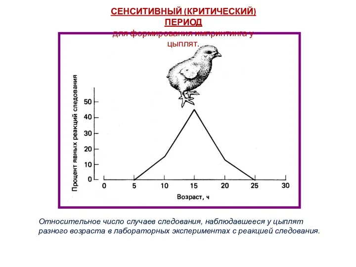 Относительное число случаев следования, наблюдавшееся у цыплят разного возраста в