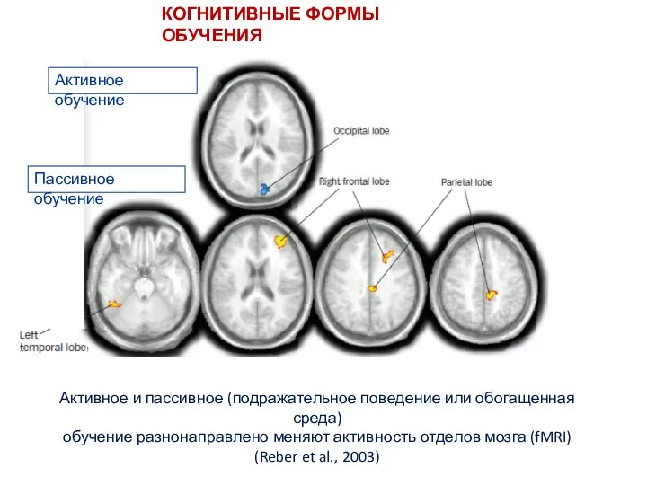 КОГНИТИВНЫЕ ФОРМЫ ОБУЧЕНИЯ Активное и пассивное (подражательное поведение или обогащенная