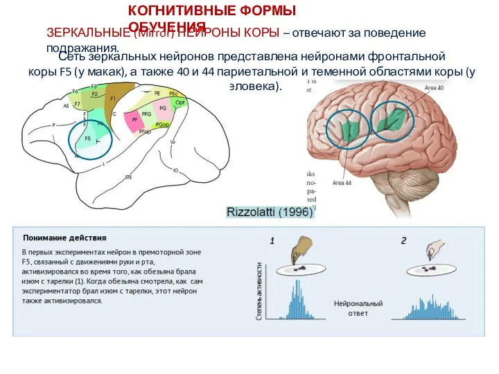 КОГНИТИВНЫЕ ФОРМЫ ОБУЧЕНИЯ ЗЕРКАЛЬНЫЕ (Mirror) НЕЙРОНЫ КОРЫ – отвечают за