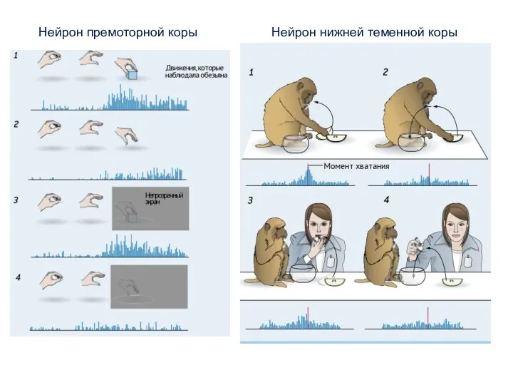 Нейрон премоторной коры Нейрон нижней теменной коры