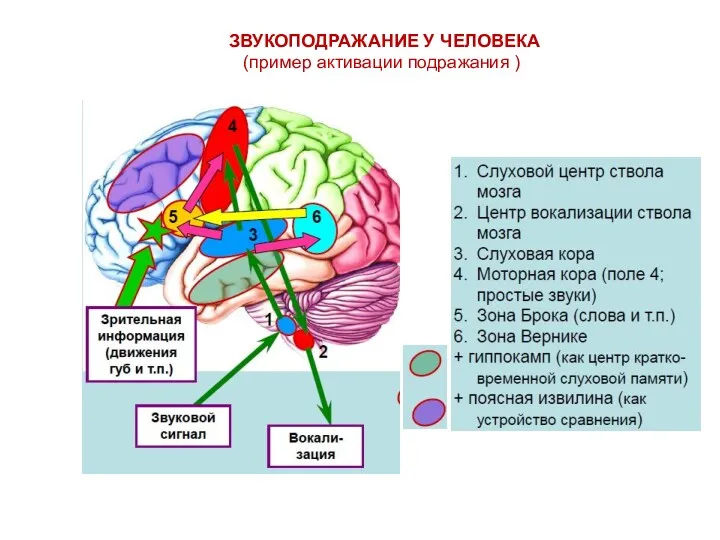 ЗВУКОПОДРАЖАНИЕ У ЧЕЛОВЕКА (пример активации подражания )