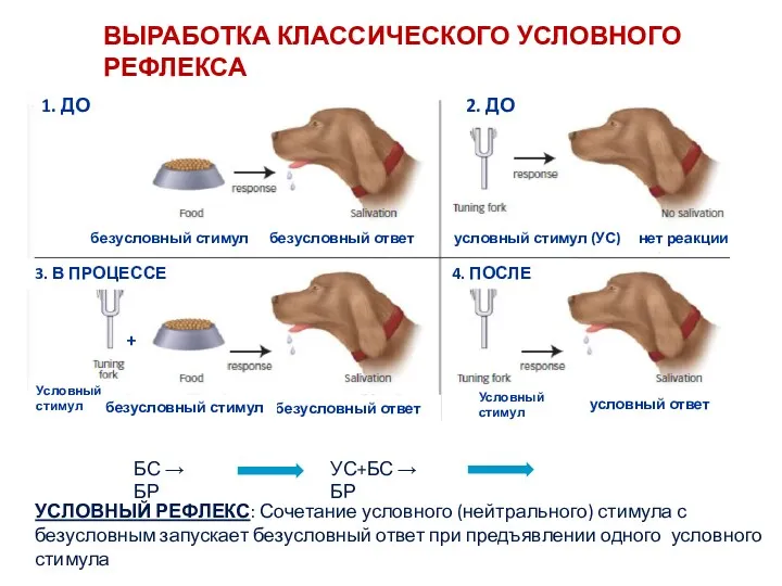 ВЫРАБОТКА КЛАССИЧЕСКОГО УСЛОВНОГО РЕФЛЕКСА БС → БР УС+БС → БР