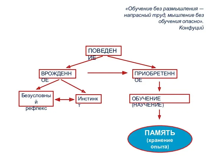 ПОВЕДЕНИЕ ВРОЖДЕННОЕ ПРИОБРЕТЕННОЕ Безусловный рефлекс Инстинкт ОБУЧЕНИЕ (НАУЧЕНИЕ) «Обучение без