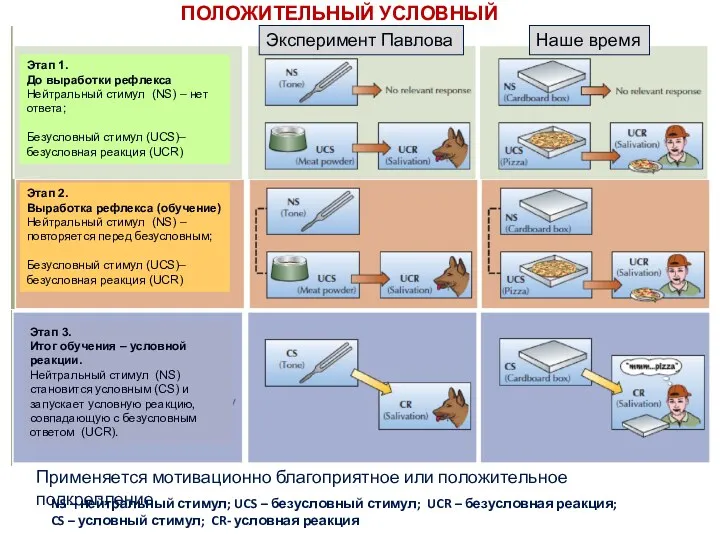 ПОЛОЖИТЕЛЬНЫЙ УСЛОВНЫЙ РЕФЛЕКС Применяется мотивационно благоприятное или положительное подкрепление NS