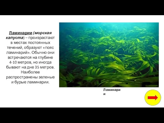 Ламинарии (морская капуста) – произрастают в местах постоянных течений, образуют «пояс ламинарий». Обычно