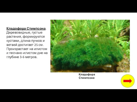 Кладофора Стимпсона. Деревовидные, густые растения, формируются кустами, длина пучков и ветвей достигает 25