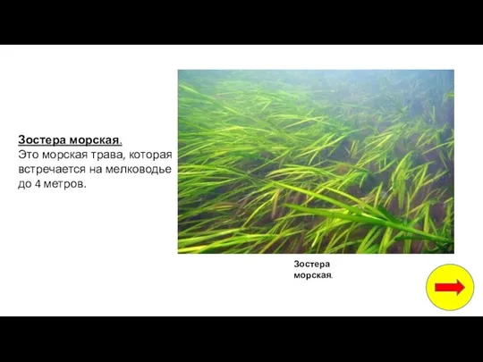 Зостера морская. Это морская трава, которая встречается на мелководье до 4 метров. Зостера морская.