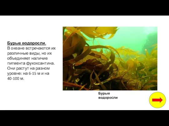 Бурые водоросли. В океане встречаются их различные виды, но их объединяет наличие пигмента