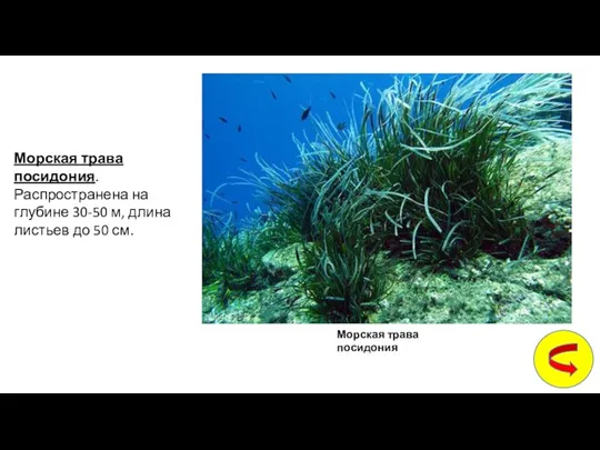 Морская трава посидония. Распространена на глубине 30-50 м, длина листьев до 50 см. Морская трава посидония