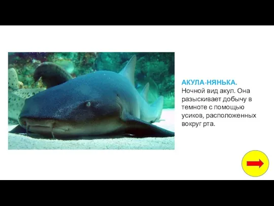 АКУЛА-НЯНЬКА. Ночной вид акул. Она разыскивает добычу в темноте с помощью усиков, расположенных вокруг рта.