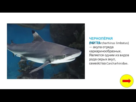 ЧЕРНОПЁРАЯ АКУЛА (лат. Carcharhinus limbatus) — акула отряда кархаринообразных. Является одним из видов