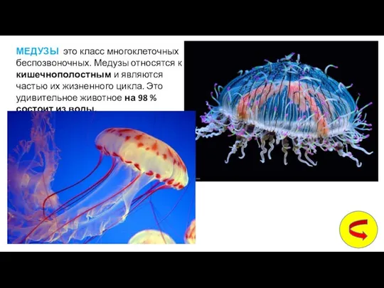 МЕДУЗЫ это класс многоклеточных беспозвоночных. Медузы относятся к кишечнополостным и являются частью их