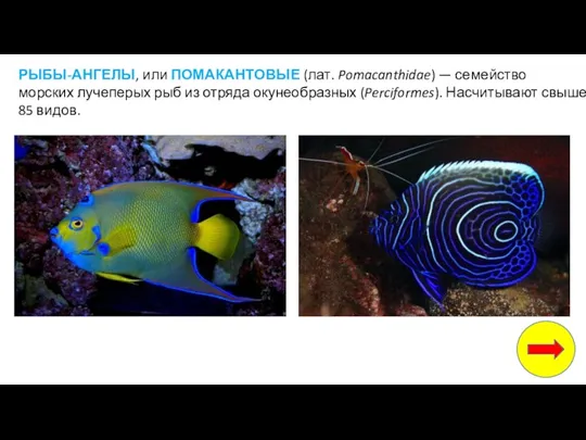 РЫБЫ-АНГЕЛЫ, или ПОМАКАНТОВЫЕ (лат. Pomacanthidae) — семейство морских лучеперых рыб из отряда окунеобразных