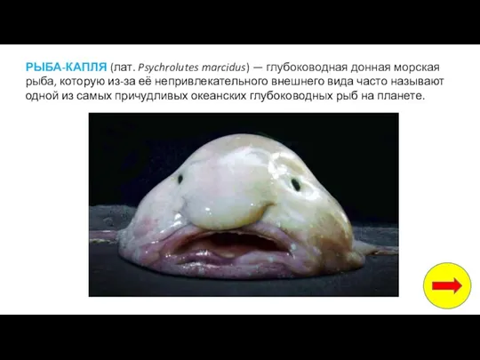 РЫБА-КАПЛЯ (лат. Psychrolutes marcidus) — глубоководная донная морская рыба, которую из-за её непривлекательного