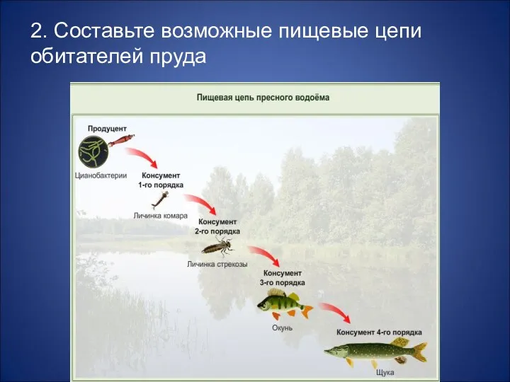 2. Составьте возможные пищевые цепи обитателей пруда