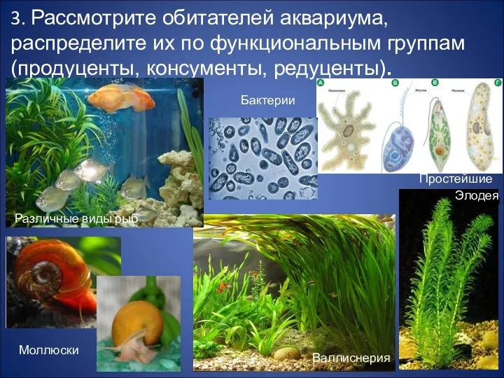 3. Рассмотрите обитателей аквариума, распределите их по функциональным группам (продуценты,