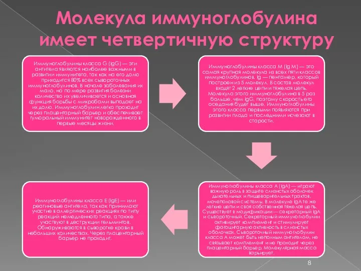 Молекула иммуноглобулина имеет четвертичную структуру