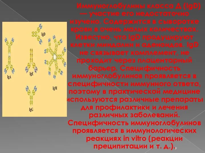 Иммуноглобулины класса Д (IgD) — участие его недостаточно изучено. Содержится