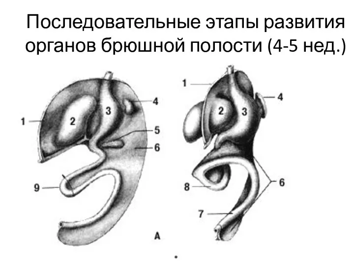 Последовательные этапы развития органов брюшной полости (4-5 нед.) *