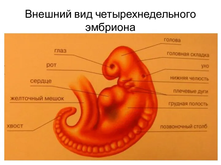 Внешний вид четырехнедельного эмбриона