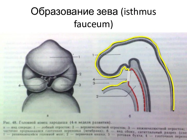 Образование зева (isthmus fauceum)