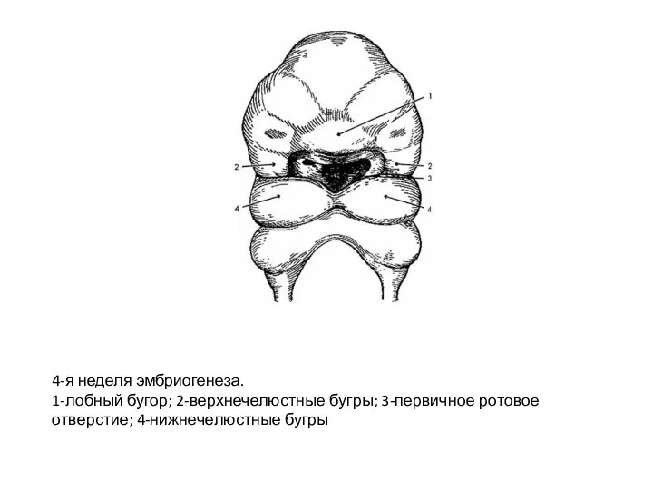 4-я неделя эмбриогенеза. 1-лобный бугор; 2-верхнечелюстные бугры; 3-первичное ротовое отверстие; 4-нижнечелюстные бугры