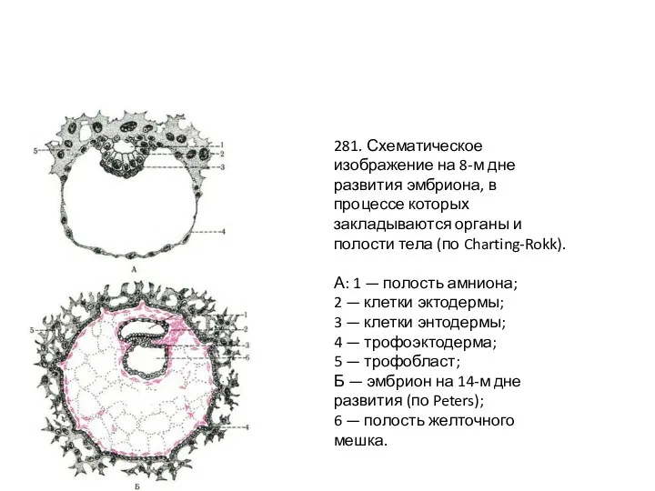 281. Схематическое изображение на 8-м дне развития эмбриона, в процессе