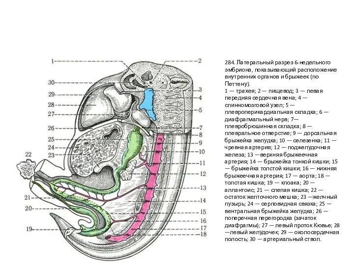 284. Латеральный разрез 6-недельного эмбриона, показывающий расположение внутренних органов и