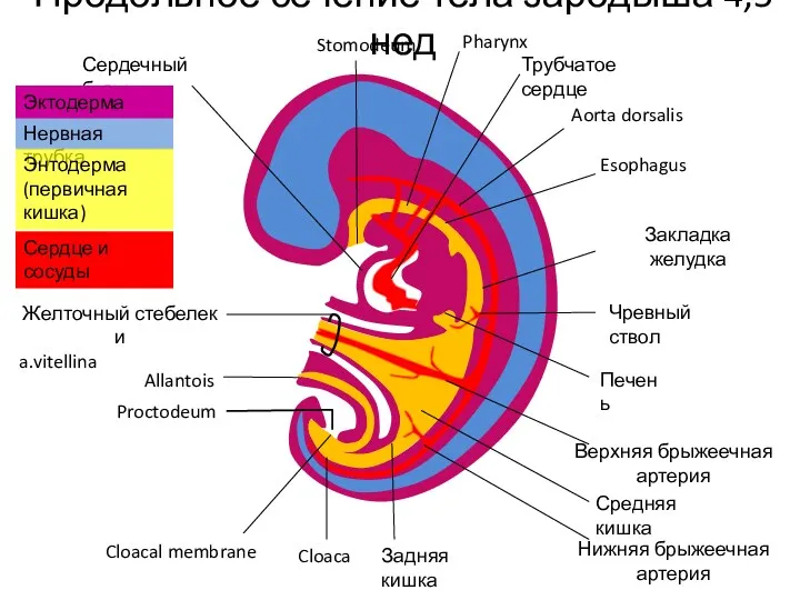 Stomodeum Pharynx Трубчатое сердце Aorta dorsalis Esophagus Закладка желудка Чревный