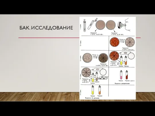 БАК. ИССЛЕДОВАНИЕ