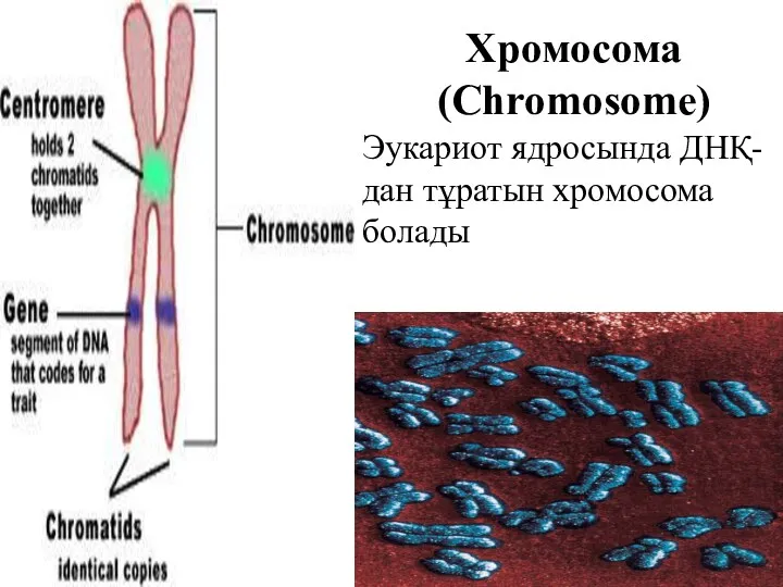 Хромосома (Chromosome) Эукариот ядросында ДНҚ-дан тұратын хромосома болады