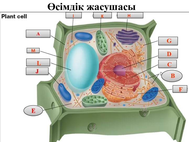 Өсімдік жасушасы A B А D C E E F