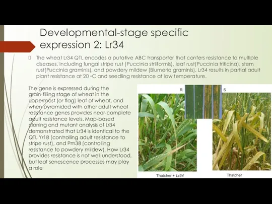 Developmental-stage specific expression 2: Lr34 The wheat Lr34 QTL encodes a putative ABC