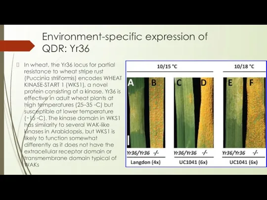 Environment-specific expression of QDR: Yr36 In wheat, the Yr36 locus for partial resistance