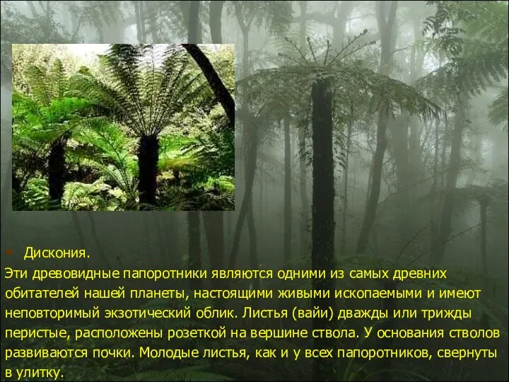Дискония. Эти древовидные папоротники являются одними из самых древних обитателей