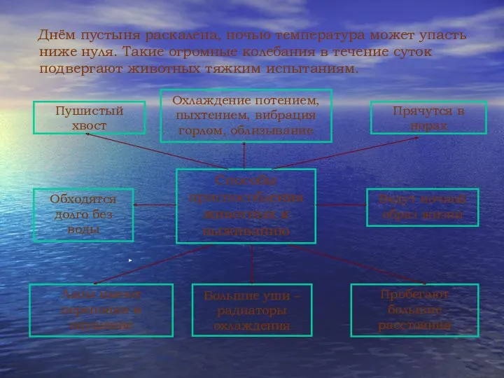 Днём пустыня раскалена, ночью температура может упасть ниже нуля. Такие