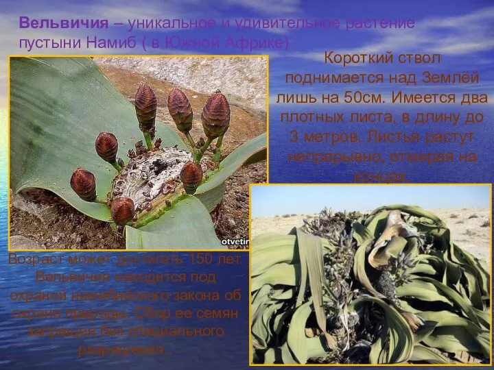 Вельвичия – уникальное и удивительное растение пустыни Намиб ( в