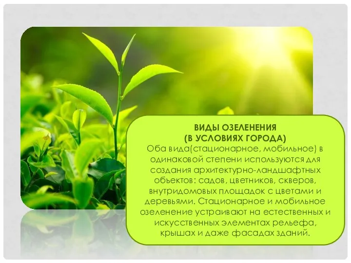 ВИДЫ ОЗЕЛЕНЕНИЯ (В УСЛОВИЯХ ГОРОДА) Оба вида(стационарное, мобильное) в одинаковой