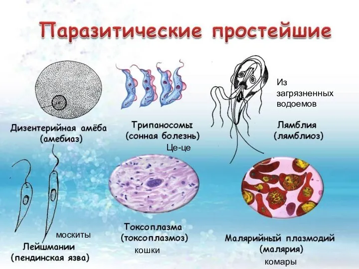 комары москиты Из загрязненных водоемов кошки Це-це