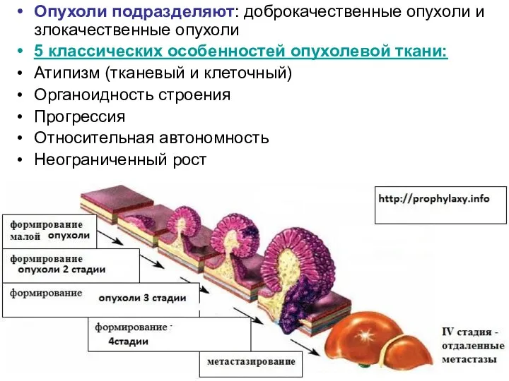 Опухоли подразделяют: доброкачественные опухоли и злокачественные опухоли 5 классических особенностей