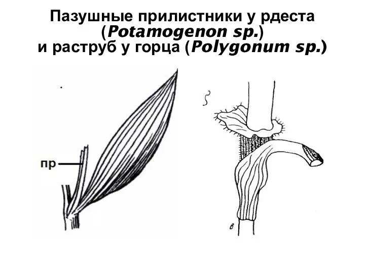 Пазушные прилистники у рдеста (Potamogenon sp.) и раструб у горца (Polygonum sp.)