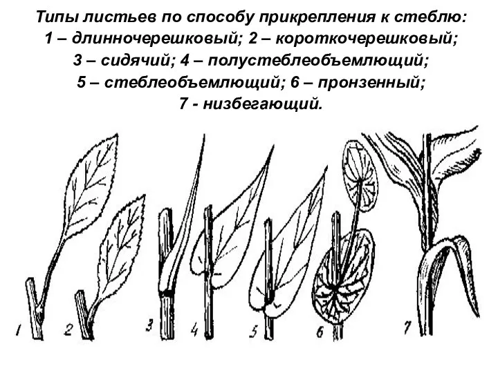 Типы листьев по способу прикрепления к стеблю: 1 – длинночерешковый;