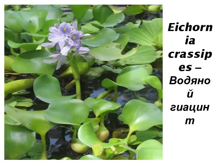 Eichornia crassipes – Водяной гиацинт